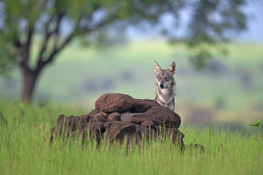 Photograph by pravin jagtap