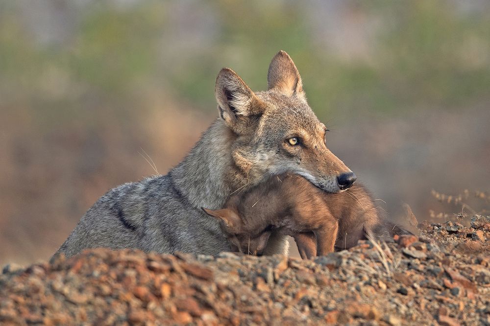 Photograph by pravin jagtap
