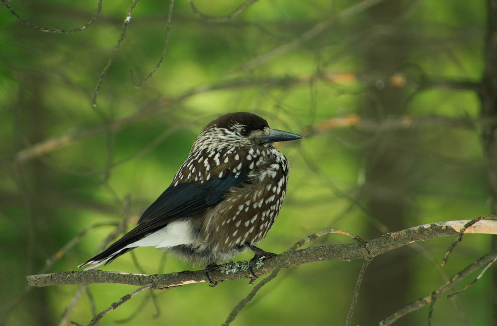 Nucifraga caryocatactes