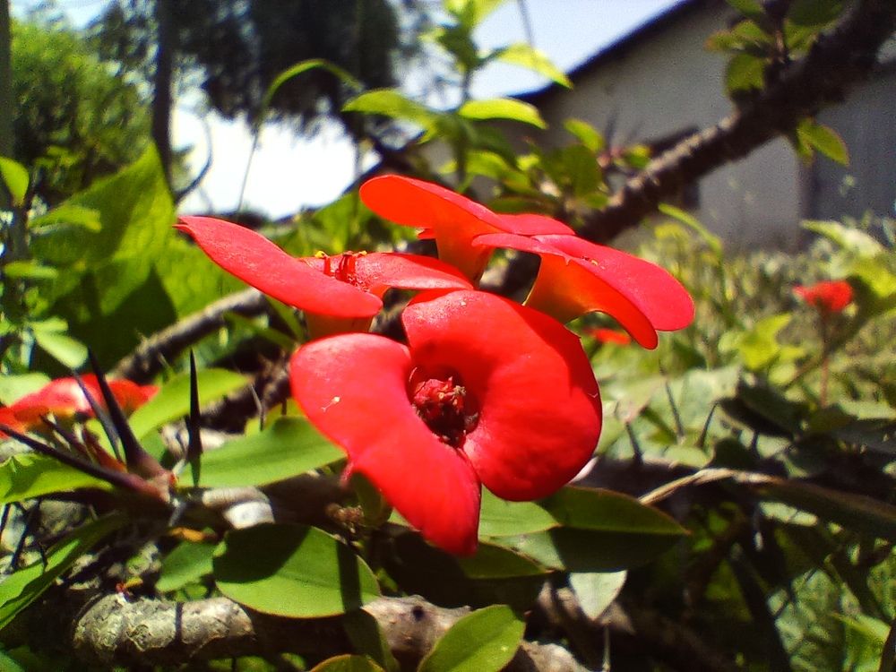 Photograph by Andrew Kyando