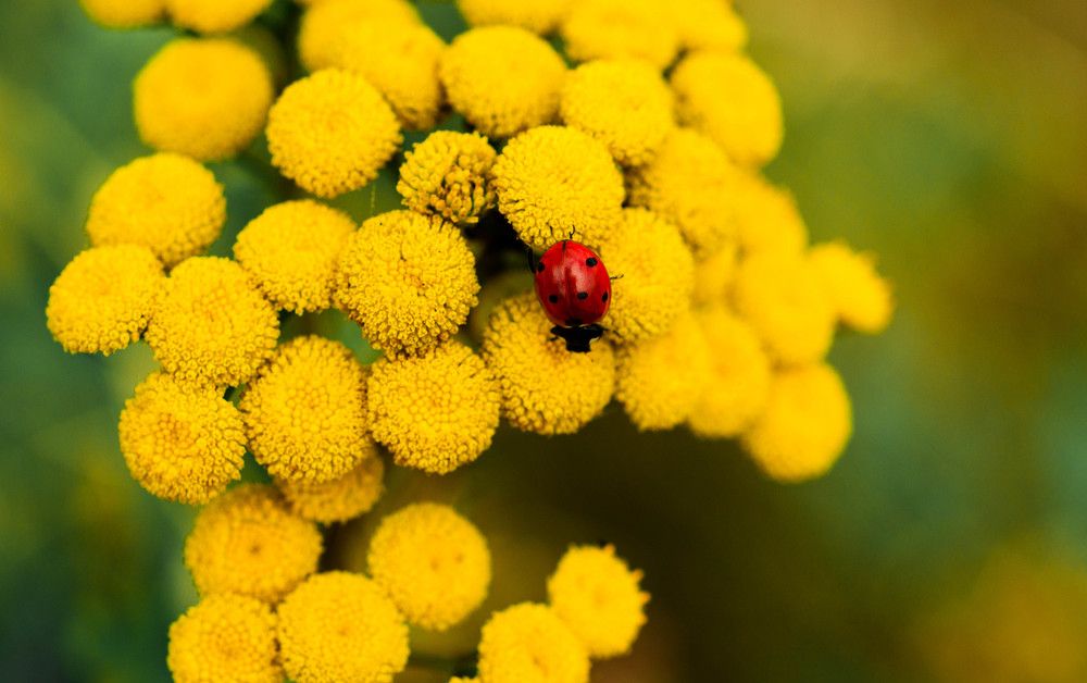 Photograph by Ирина