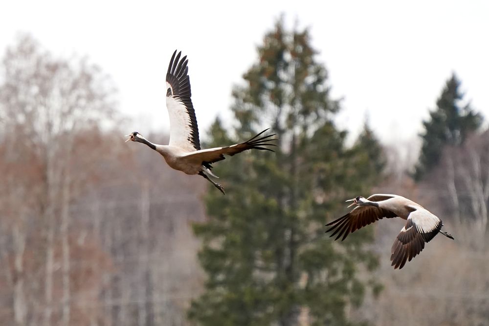 МАНЯ ПОДОЖДИ