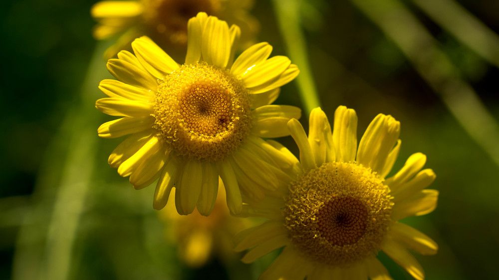 Photograph by Ирина