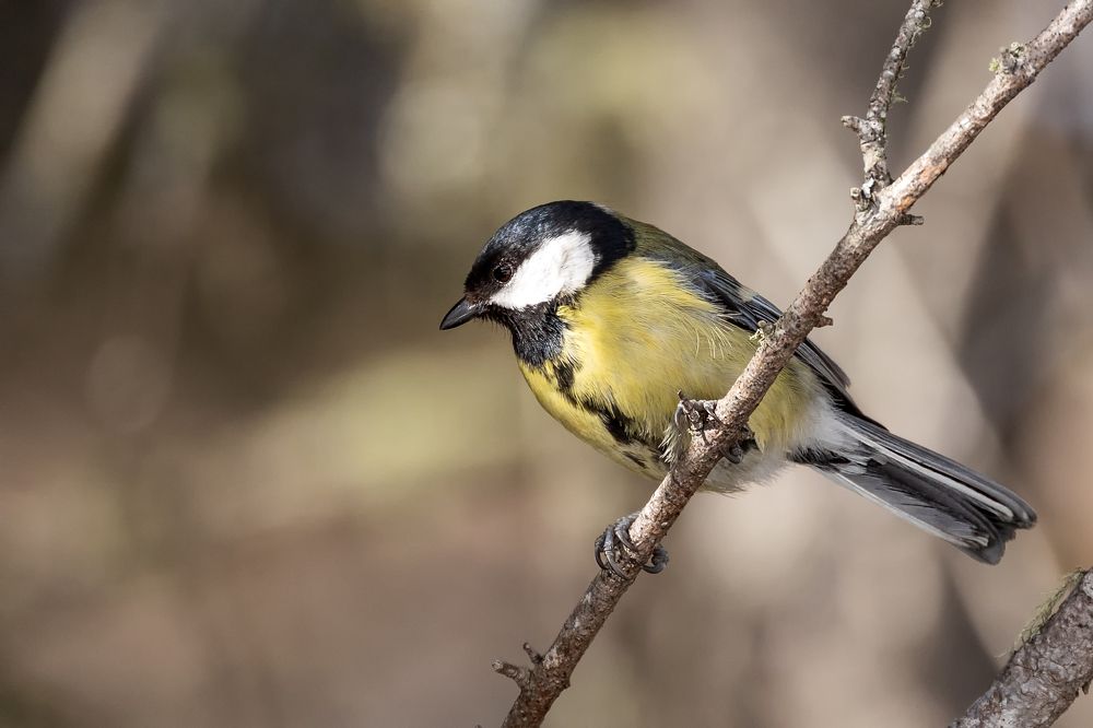 Photograph by Aurelijus Norvaisas