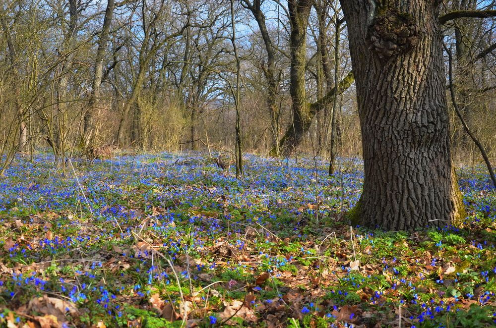 Photograph by Владимир Тертышник