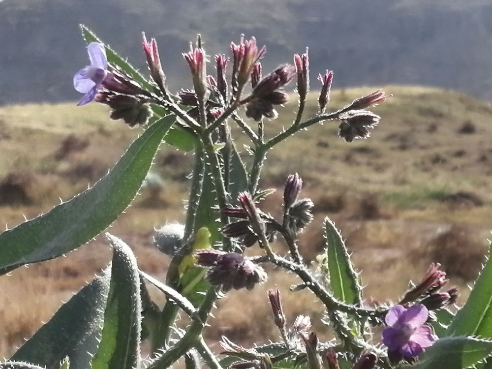 Фотография автора Bahaaddin Saber