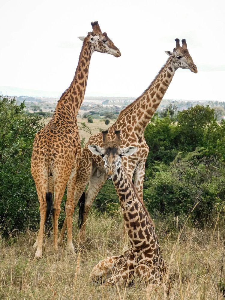 Giraffe family