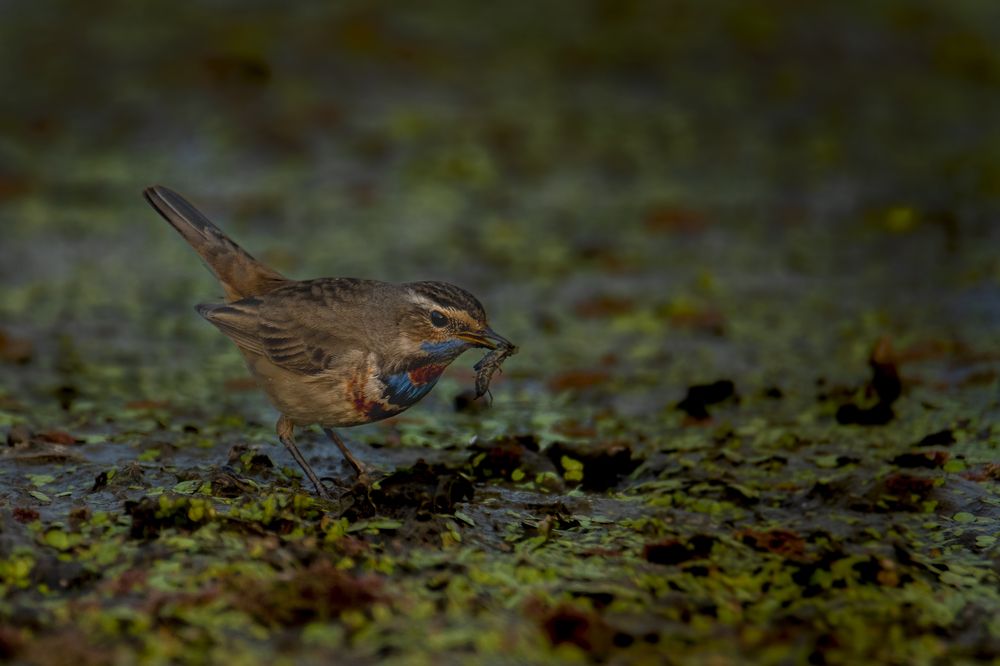 Photograph by Nabarun Majumdar