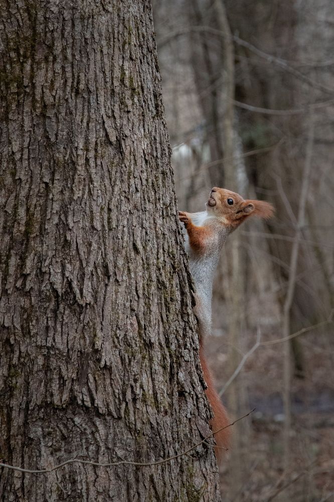Photograph by Евгений Михеев