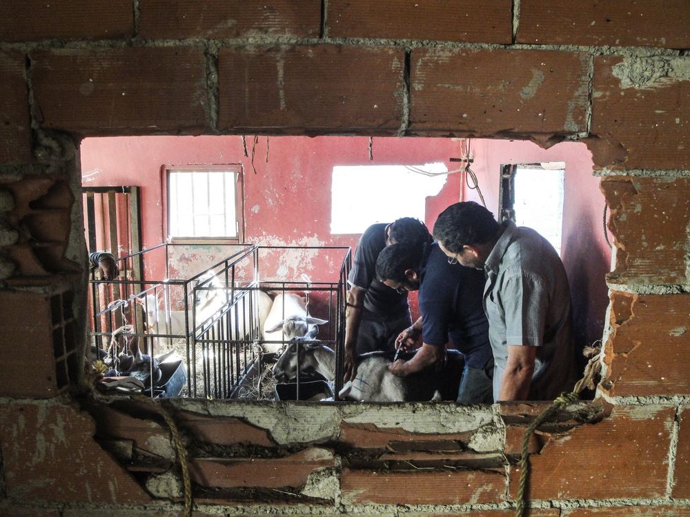 El Buen Aprisco Doña Sofía