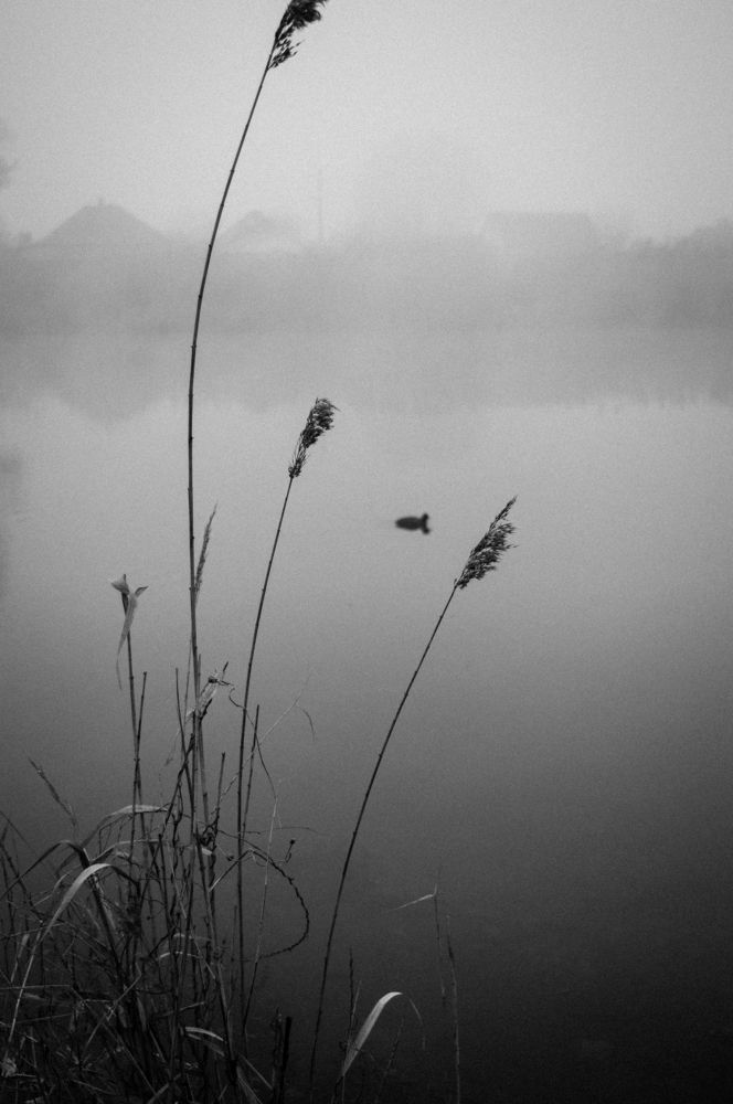 Photograph by Елизавета Хоменко