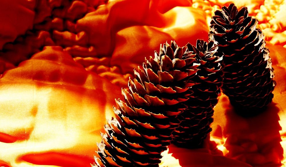 Шишки сосновые...