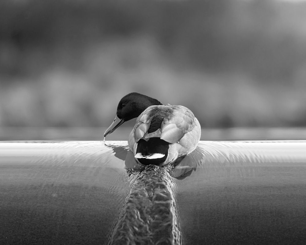 Photograph by Bragi Kort