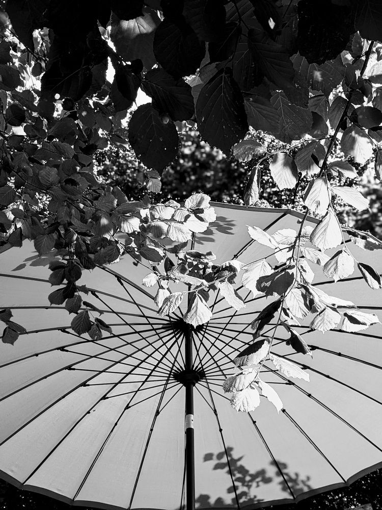 Summer Garden
