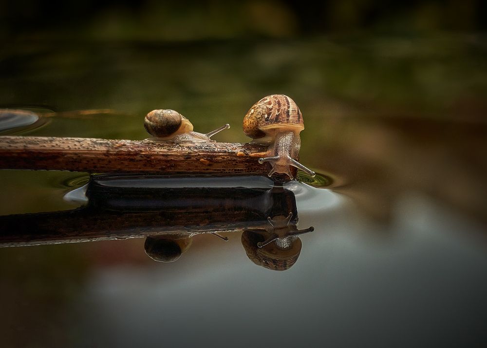 Photograph by Boris Bekelman