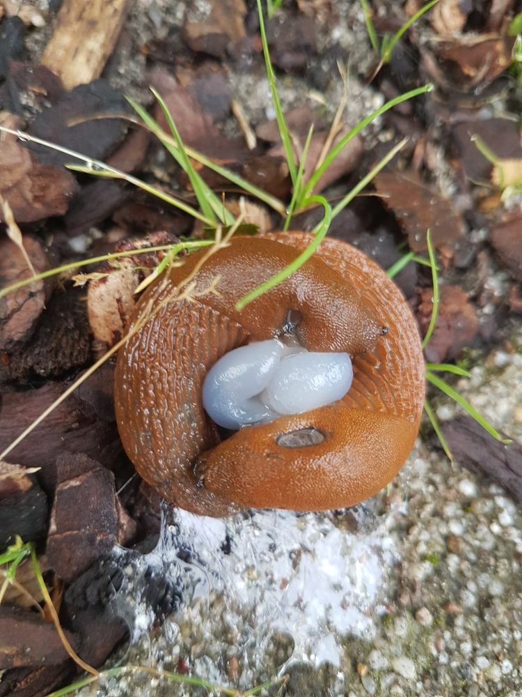крепкая семья