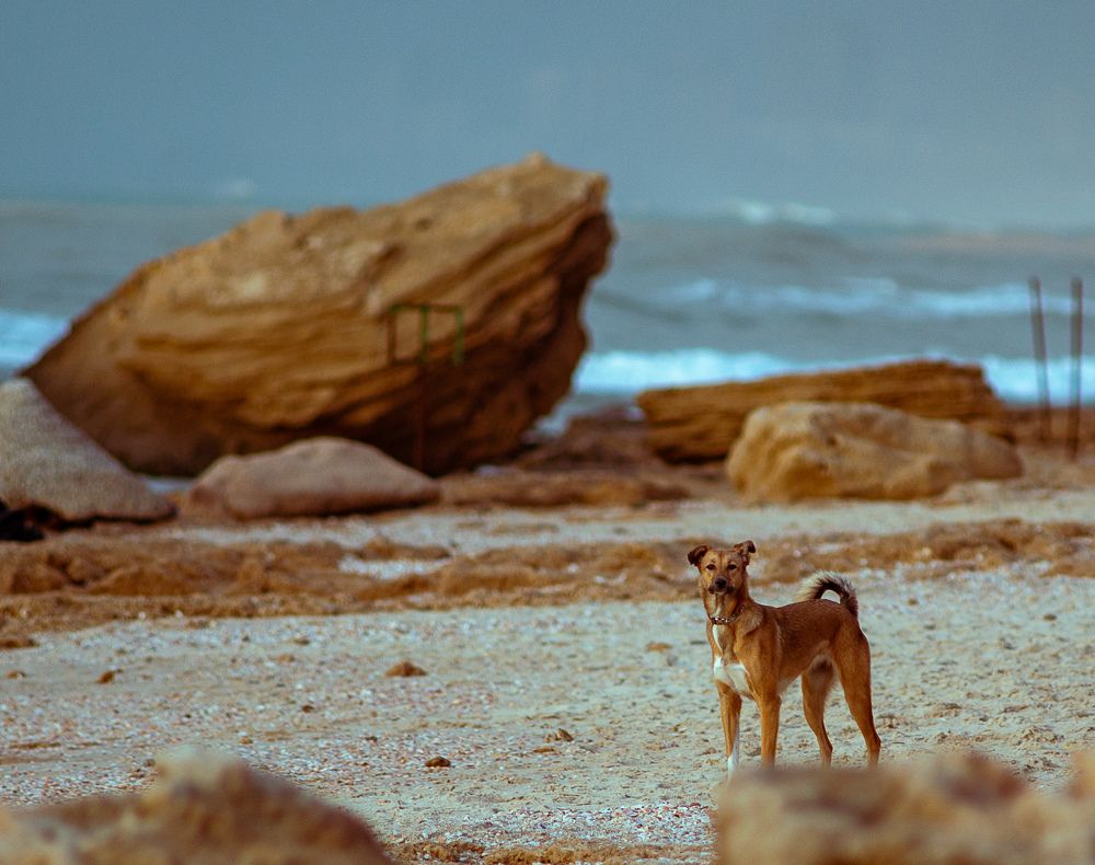 Фотография автора Pavel Bernshtam