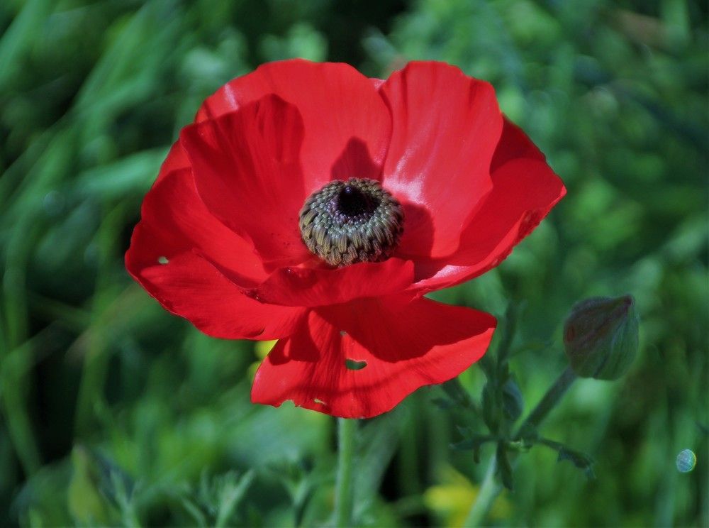 Photograph by Людмила Бутова