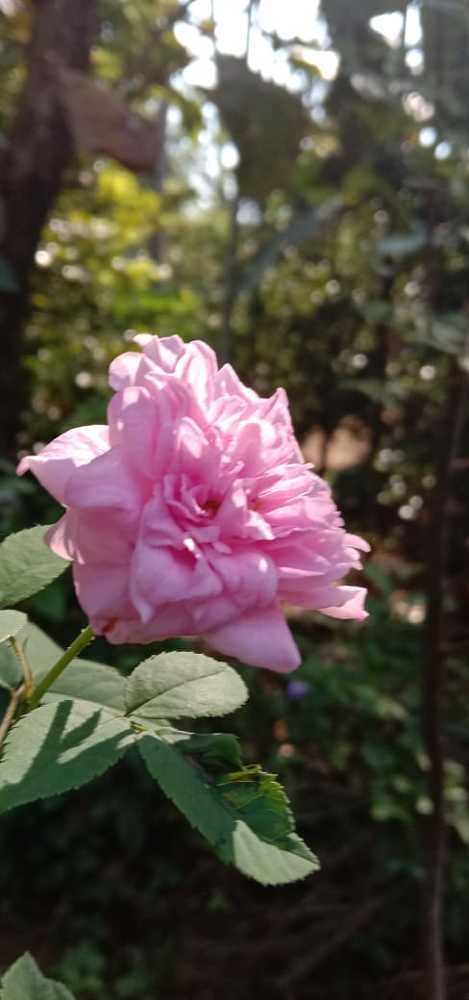 Photograph by Thara Rao
