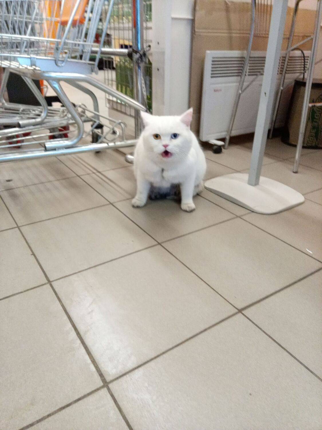 Кошачьи глаза