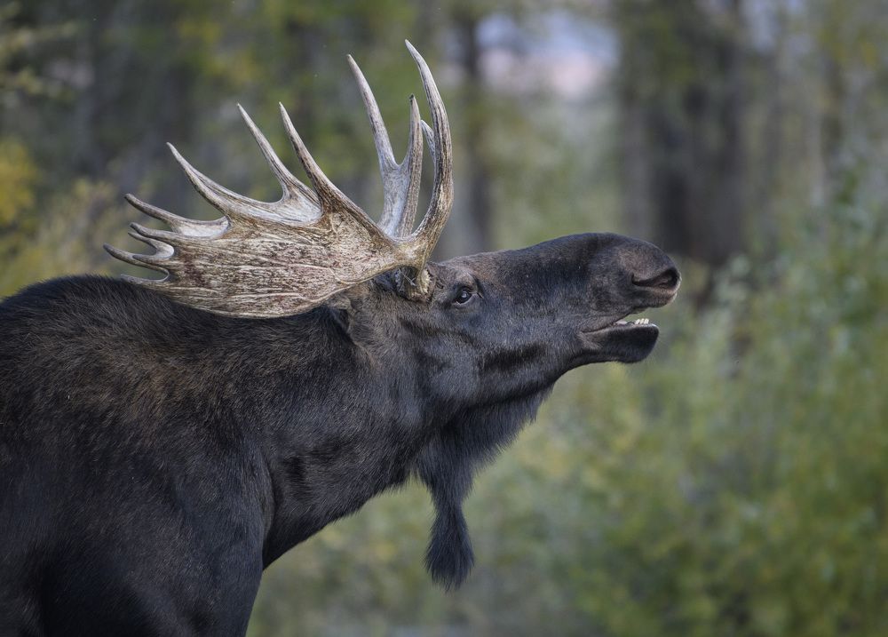 Photograph by Jorn Vangoidtsenhoven