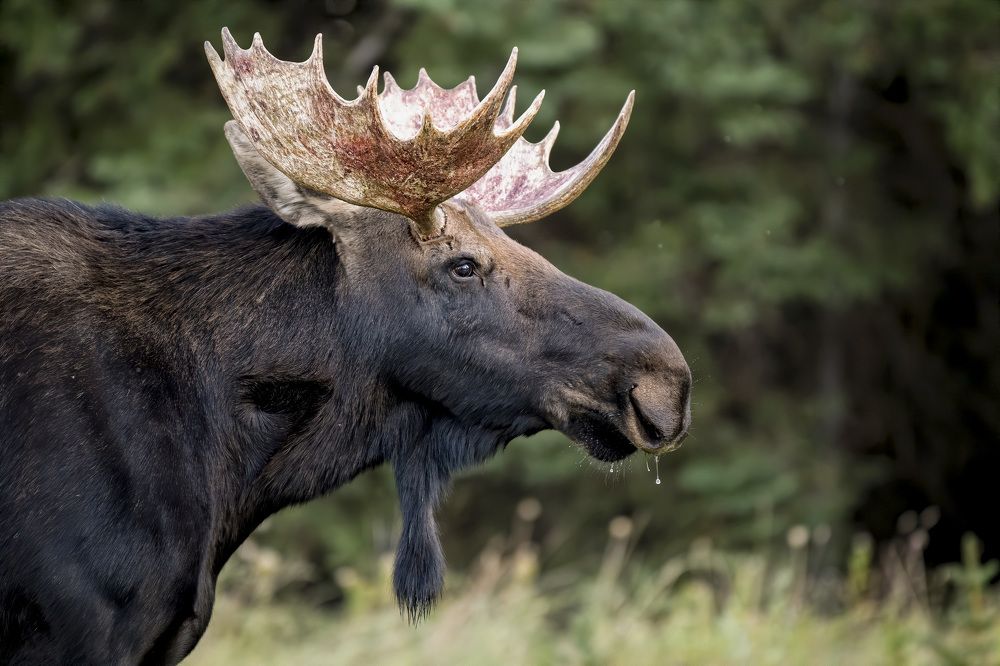 Photograph by Jorn Vangoidtsenhoven