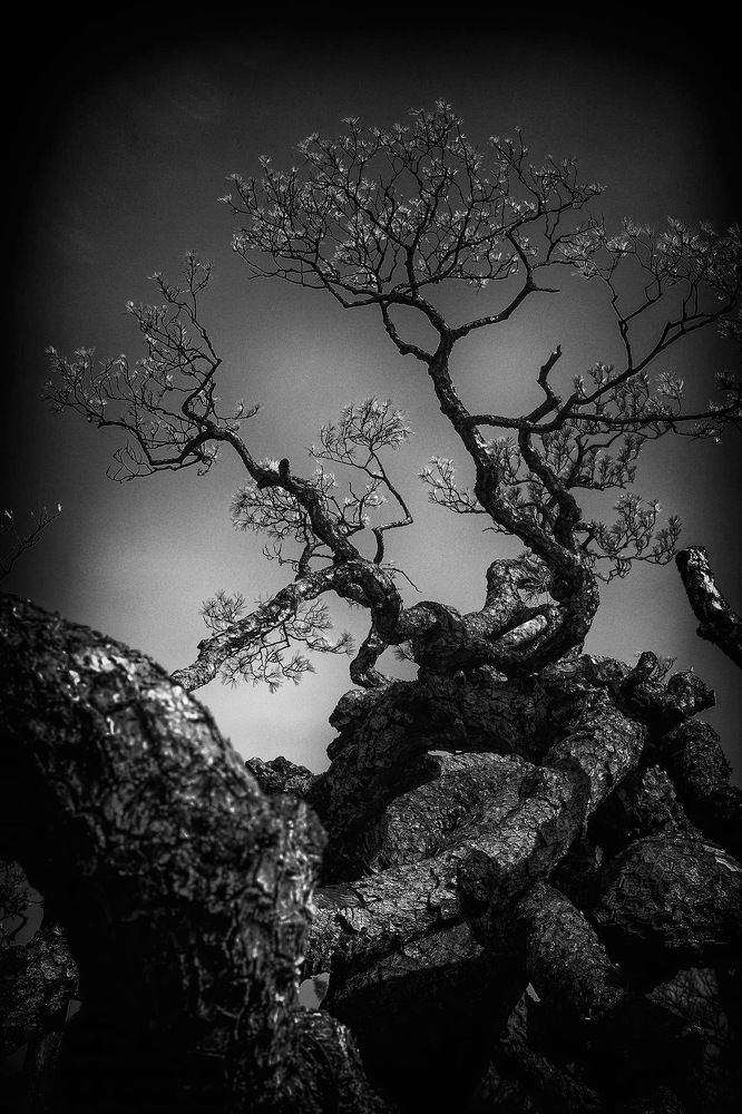 Photograph by Impatientmei