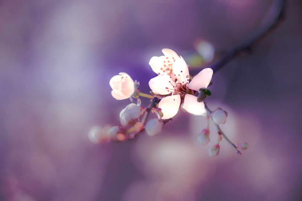 Фотография автора NIghtdream