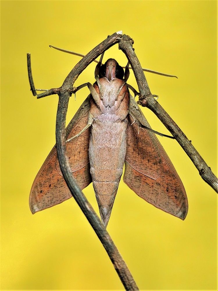 Photograph by Dharmendra Padhiyar