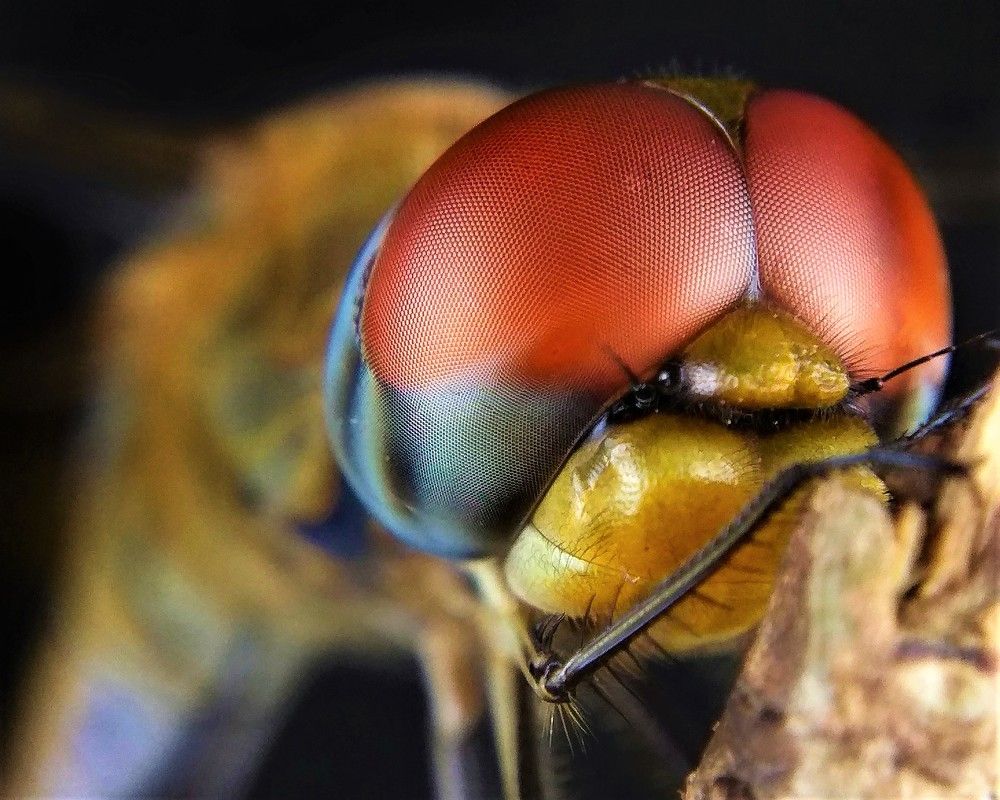 Photograph by Dharmendra Padhiyar