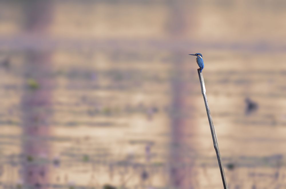 Photograph by Dishari De