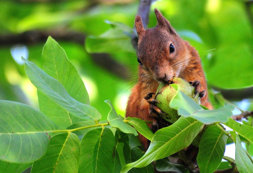 Фотография автора Антип