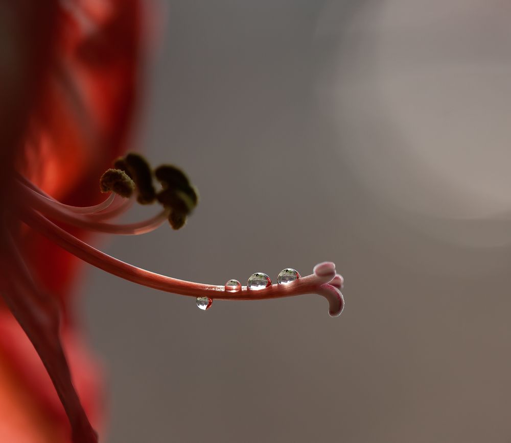 Утро в каплях