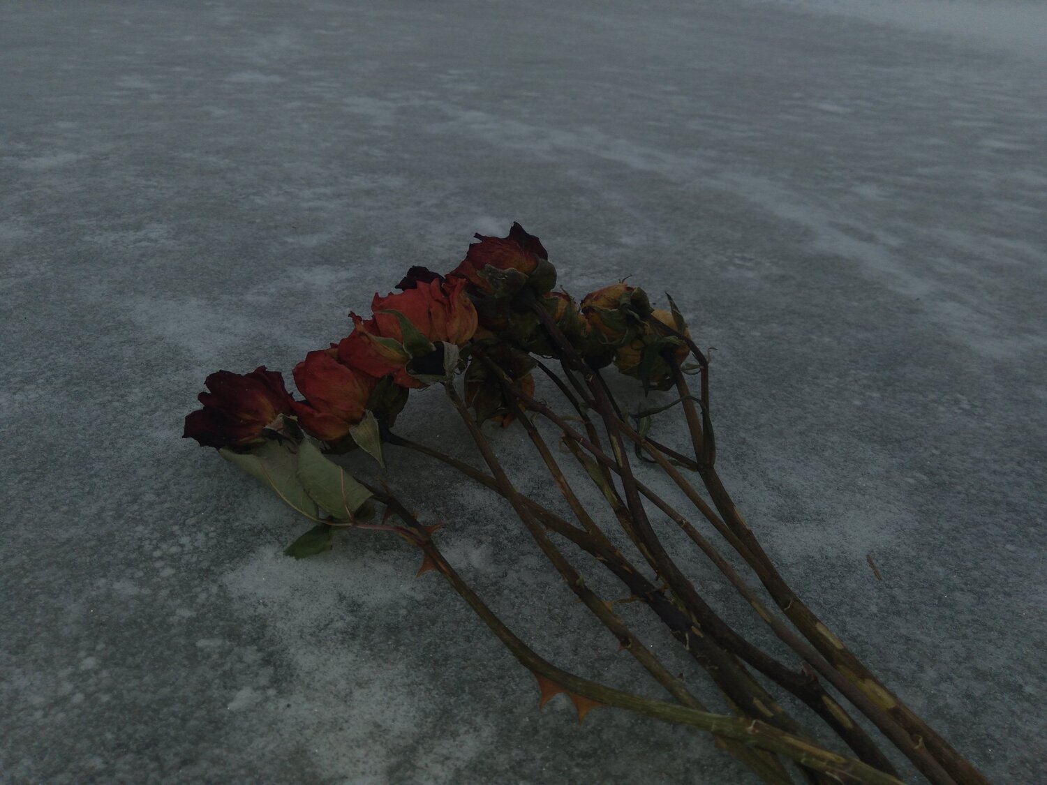 Photo #6009079