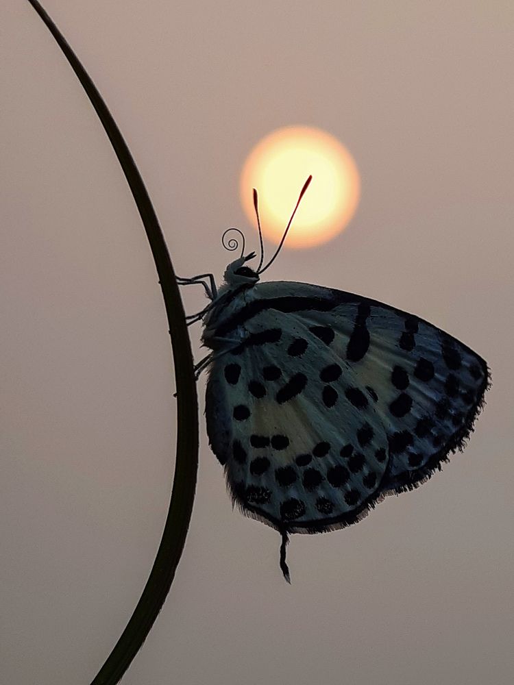 Photograph by TAPAS GHOSH