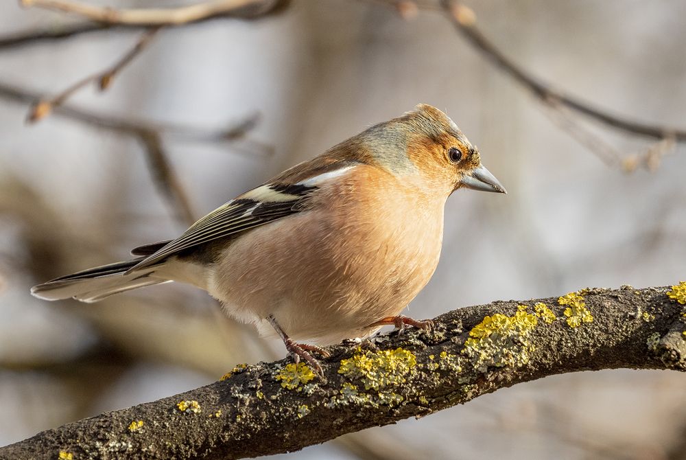 Теплое солнышко
