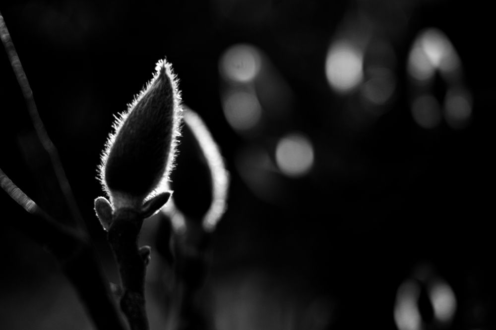 Photograph by DANUT MOCREI