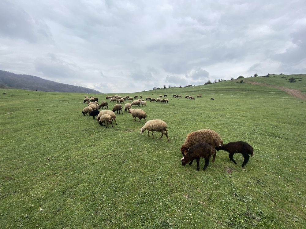 Photograph by Shahram Hodjat