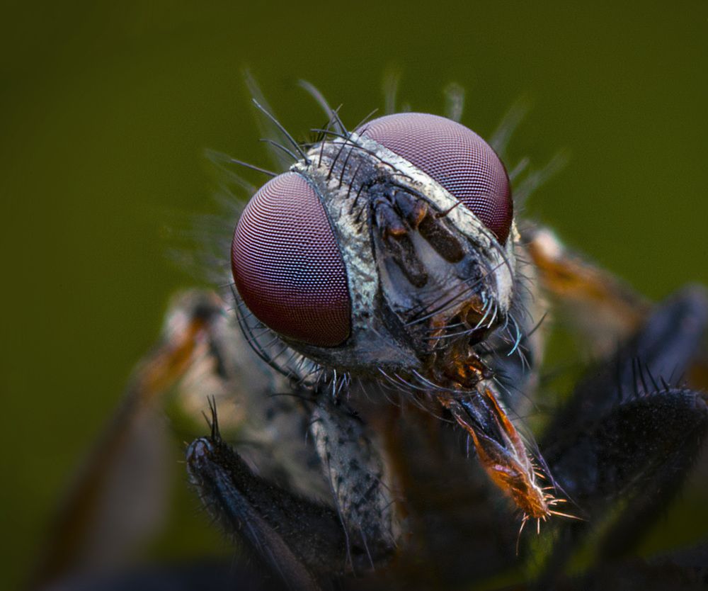 Photograph by Eduardo Modolo