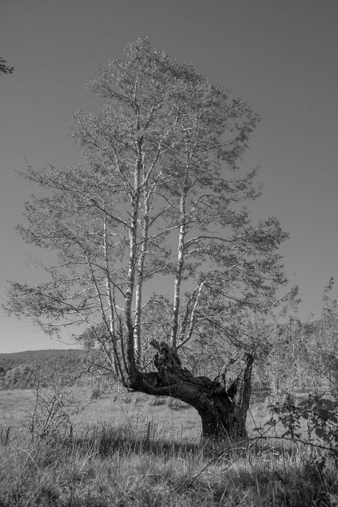 Un Árbol que se resiste a morir