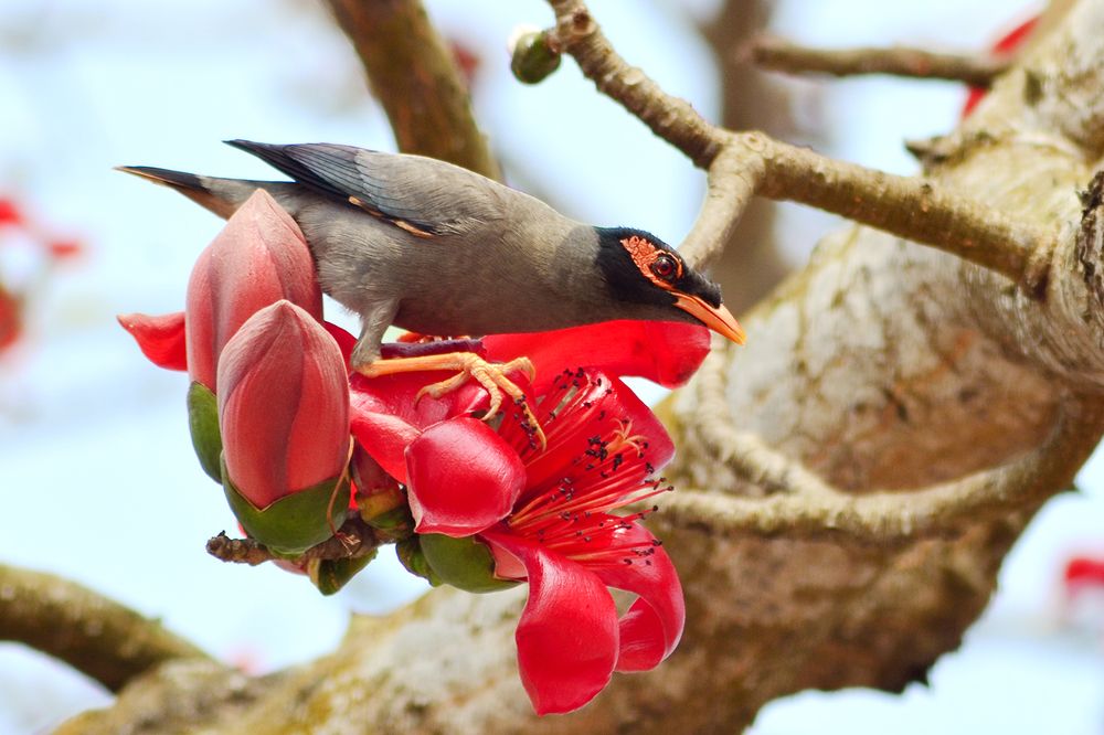 Photograph by Md. Tariq Been Habib