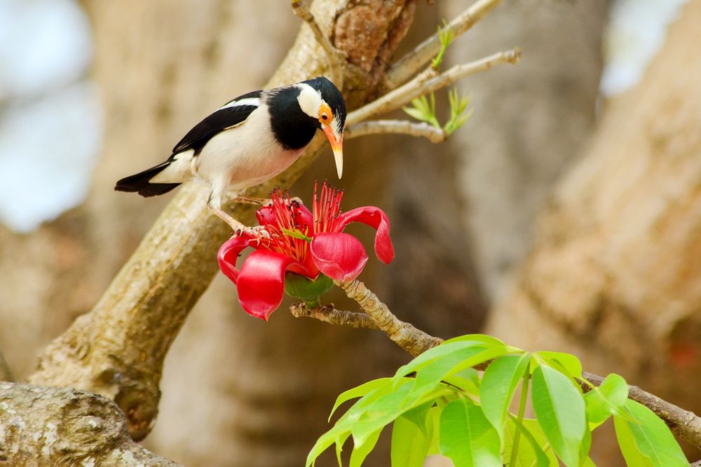 Photograph by Md. Tariq Been Habib