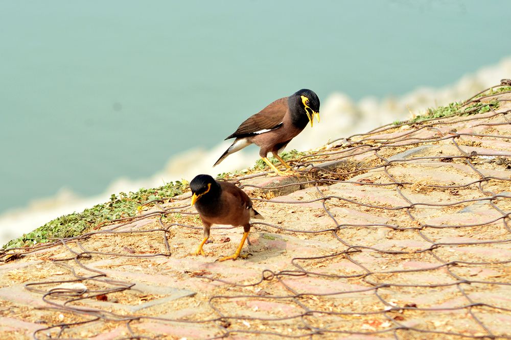 Photograph by Md. Tariq Been Habib