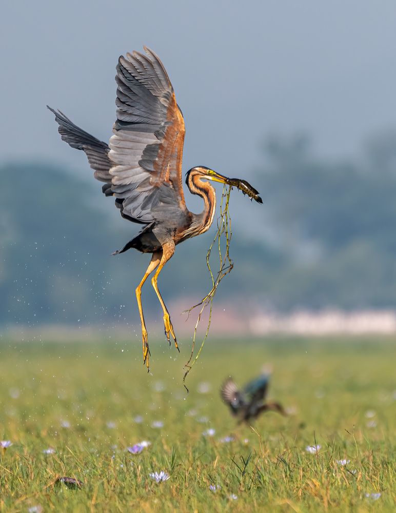 Photograph by Santosh Mahalik