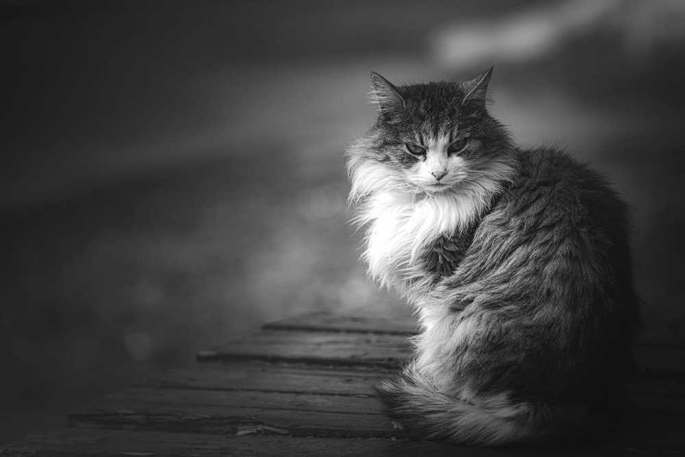 Photograph by Roman Adler