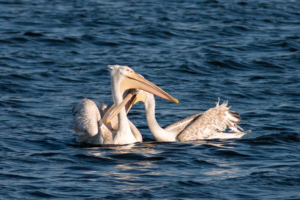 Photograph by Владислав Грибов