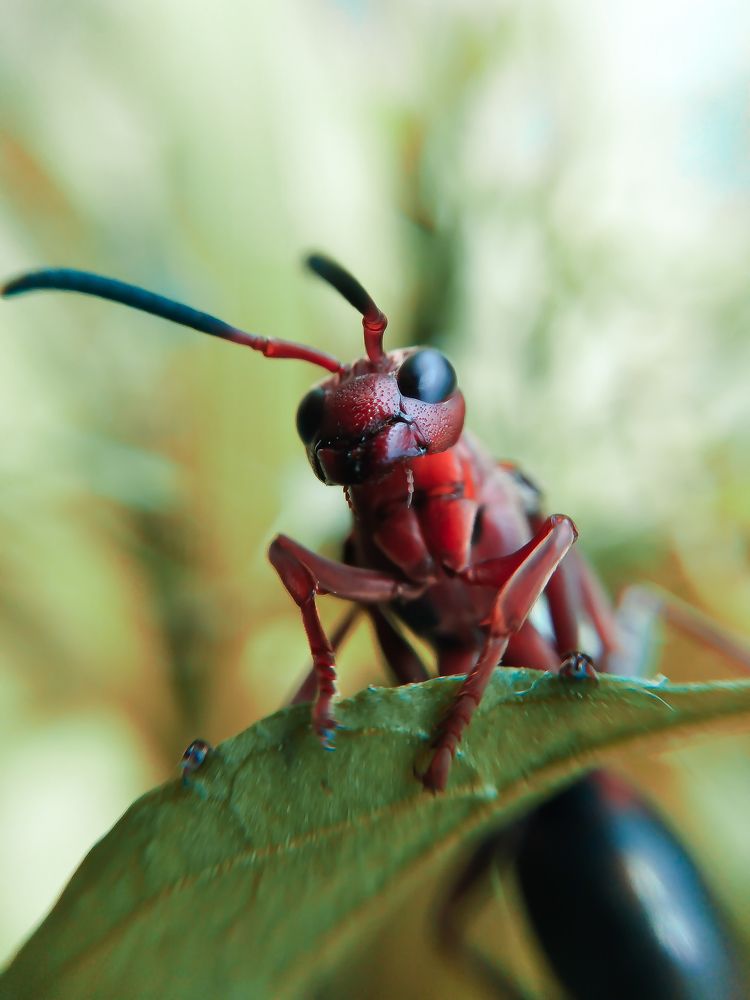 Photograph by Feri Fikri