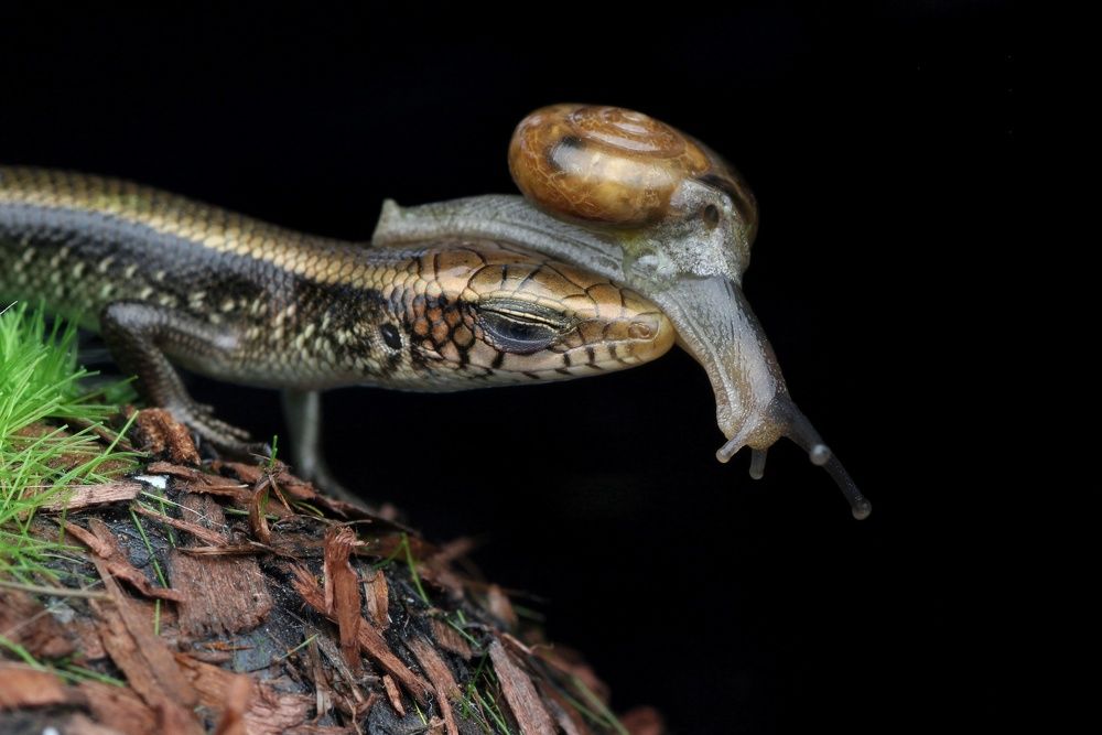 Фотография автора Y.P Agung