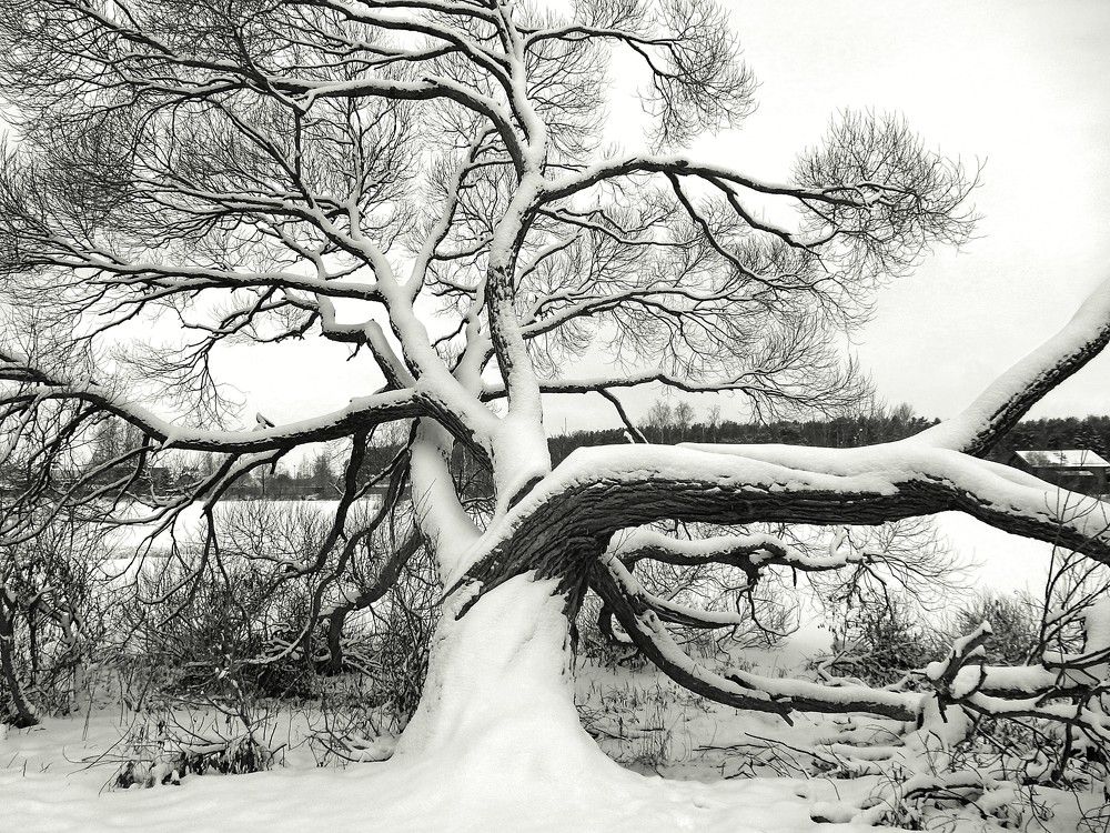 Photograph by Елена Гуляева