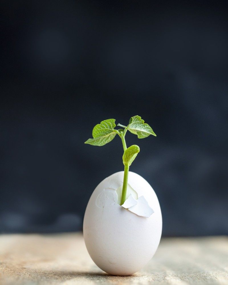 Пасхальное живое яйцо